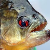 Le piranha plus féroce que le tyrannosaure. - Bienvenue chez Lucie-y
