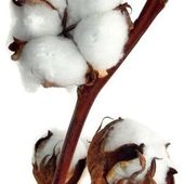 Le cotonnier : de la graine au tissu - Les ateliers de Céleste