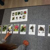 Culture de coton - Les ateliers de Céleste