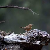 Oiseaux d'Amerique du Nord et Centrale - Blog voyages camping-car Odette & Dominique