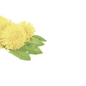 Diente de leon - Salud & Belleza Natural