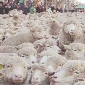 Istres, Veillée des Bergers 2015 - l'estrangiè e li santoun