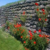 Coquelicots pour la Paix
