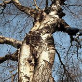Juger l'arbre par ses fruits