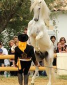 Spectacle équestre gratuit aux arènes - Lou Fenestrou