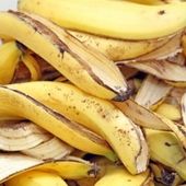 12 utilisations surprenantes des peaux de banane ! - Le Nouveau Paradigme