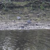 Le bécasseau de Temminck de passage à la Haute-île