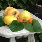 Recherche d'un jardin - LES VOIVRES 88240