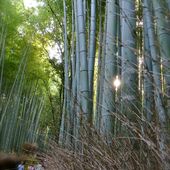 Kyôto : Arashiyama : Le Pont que Traverse la Lune et la forêt de bambous de Sagano - JAPON BALADES