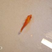 Réanimez votre poisson, plantez votre Christophine.... - Chez Mamigoz