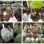 Expo-Vente de Cactus et Plantes Succulentes à Tiercé - Chez Mamigoz