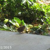 Ebauche de départ des Petits Troglodytes : 11 juillet 2015 - Chez Mamigoz