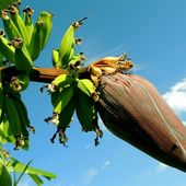Le régime Banane {merci la lipase}