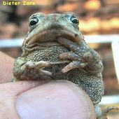 Le Crapaud de Victor Hugo: une poèsie à réveiller votre réelle humanité. - Psychanalyse et animaux.