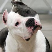 ASSURMONTOUTOU, assurance sante pour chien et chat, assurance responsabilité civile pour les chiens de catégorie 2 american staff et rottweiler