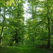 Promenade matinale
