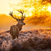 L'Etat : ennemi déclaré de la nature ! - Socialisme Libertaire