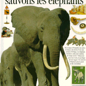 Ivoire : les éléphants sans défense