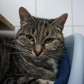 03. S.O.S. ADOPTION - Blog officiel de La SPA Tourcoing