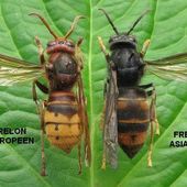 Combattre le frelon asiatique - Astuces, truc et bon plan de Trucons