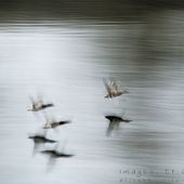 Ils sont flous, ces canards !