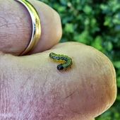 Jardin: Ravages par des chenilles de la Pyrale des buis communs