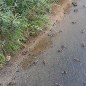 Test d'observation et de comptage: combien de canards? - Doc de Haguenau