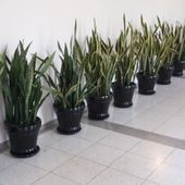 Humour Belle-mere: Pot-pourri de sale réputation