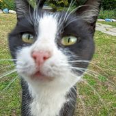 Humour Gamin: Enterrement d'animal