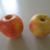 Humour coquin: La pomme, un fruit hermaphrodite? - Doc de Haguenau