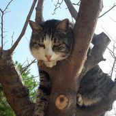 Humour Devinette: Chat perché et Homme