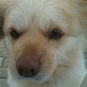 Humour Mignon: Chien méchant - Doc de Haguenau