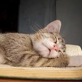 Il y a assez de merde qui nous tombe dessus chaque jour - Il était un livre...