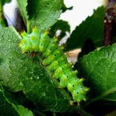 Evolution de la chenille du Grand-paon-de-nuit (Saturnia piri) - BALADES ENTOMOLOGIQUES