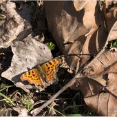 #Projet365 - Jour 16 - "Papillon"
