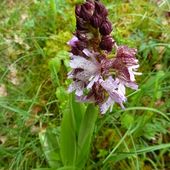 Orchidées de début mai du vallon de Saint Genis, suite - VOYAGES FILIPPIENS
