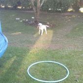 adoptions - Association animale ma-vie-de-galgo
