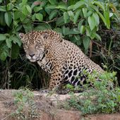 JAGUAR-PANTANAL-BRESIL - jacques poulard