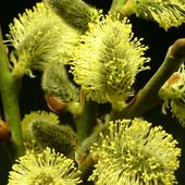 Le Saule Marsault ou Salix Caprea
