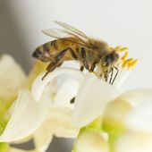 Les députés votent une interdiction des pesticides tueurs d’abeilles .