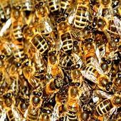 Le chant des reines d'abeilles !