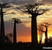 L’Allée des Baobabs obtient enfin son statut d’aire protégée