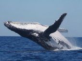 Biodiversité – Découverte d’un ver de terre géant