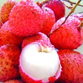 Exportation des litchis : des quantités plus mesurées