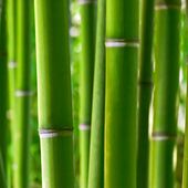 Les vertus alimentaires des pousses de bambou