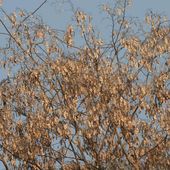 La loi sur la lutte contre le trafic de bois de rose votée