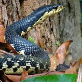 Les trois bizarreries...: Du boa de Madagascar !