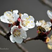 Les abeilles le zéro pesticide les maires et les moyens des communes. - FramboiseChocolatandco