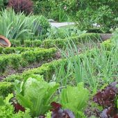 Die richtige Fruchtfolge im Gemüsegarten