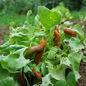 Knoblauch anpflanzen - Alles zum Knoblauch Anbau